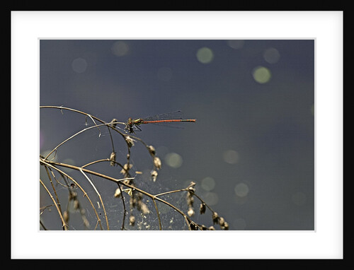 Pyrrhosoma nymphula (large red damselfly) by Anonymous