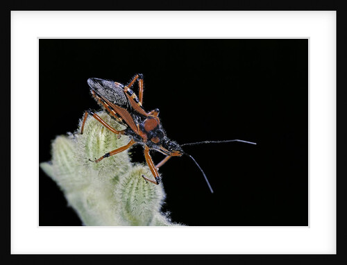 Rhynocoris iracundus (thread-legged bug, assassin bug) by Anonymous