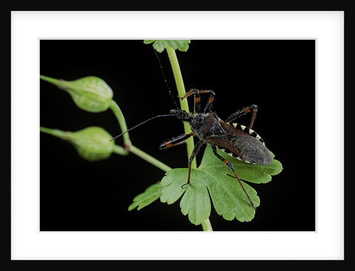 Rhynocoris sp. (thread-legged bug, assassin bug) by Anonymous