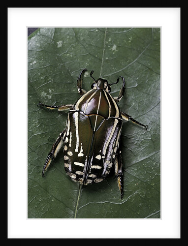 Rhabdotis sobrina (flower beetle) by Anonymous