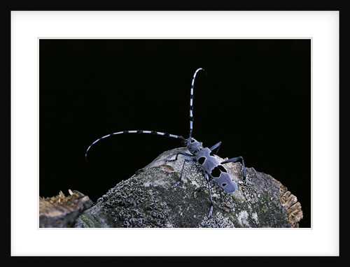 Rosalia alpina (rosalia longicorn) by Anonymous