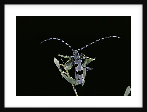 Rosalia alpina (rosalia longicorn) by Anonymous