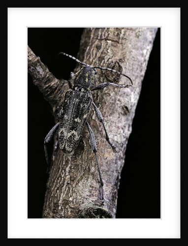 Rusticoclytus rusticus (longhorn beetle) by Anonymous