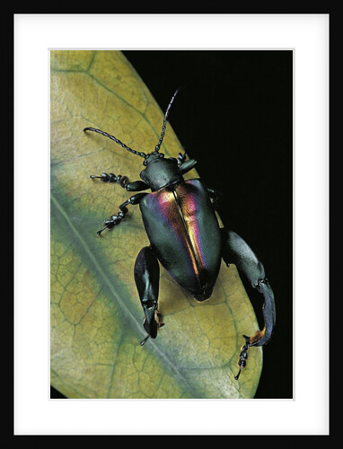 Sagra buqueti (frog-legged leaf beetle) by Anonymous