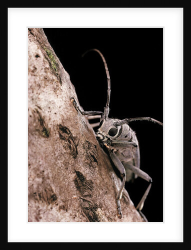Saperda octopunctata (flat-faced longhorn beetle) by Anonymous