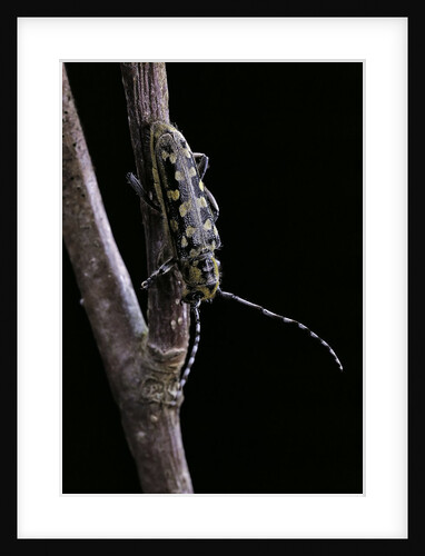 Saperda scalaris (flat-faced longhorn beetle) by Anonymous
