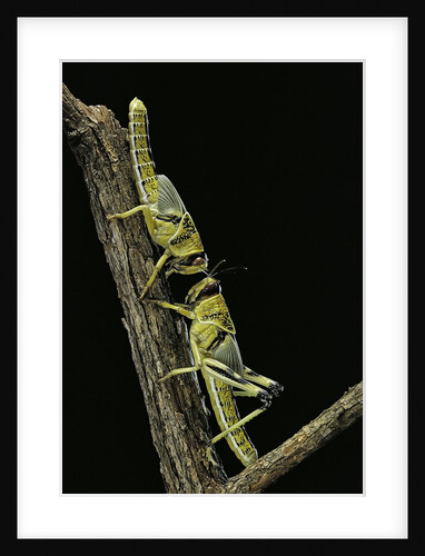 Schistocerca gregaria (desert locust) - larvae in gregarious form by Anonymous