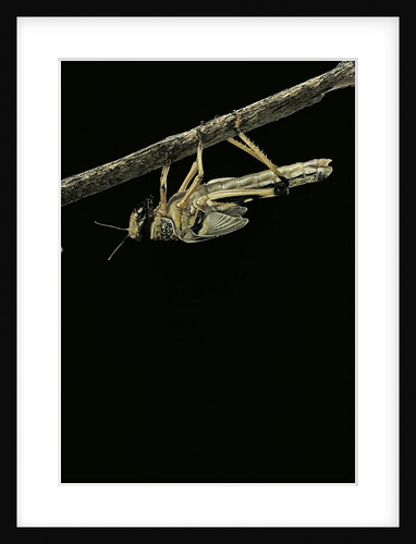 Schistocerca gregaria (desert locust) - emerging by Anonymous