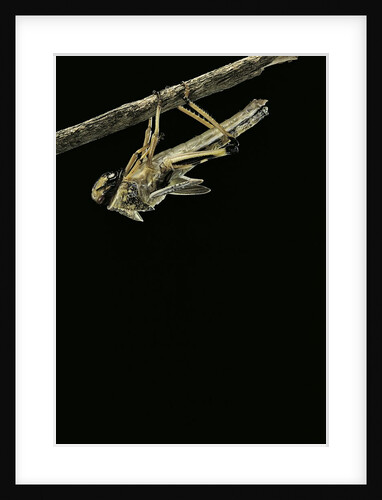 Schistocerca gregaria (desert locust) - emerging by Anonymous