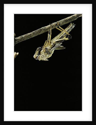 Schistocerca gregaria (desert locust) - emerging by Anonymous