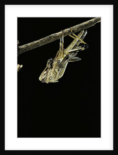Schistocerca gregaria (desert locust) - emerging by Anonymous