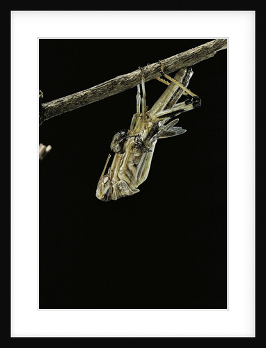 Schistocerca gregaria (desert locust) - emerging by Anonymous