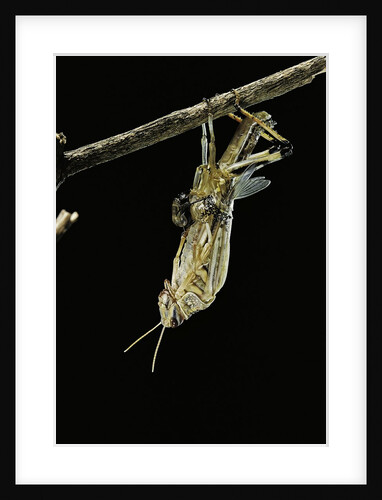 Schistocerca gregaria (desert locust) - emerging by Anonymous