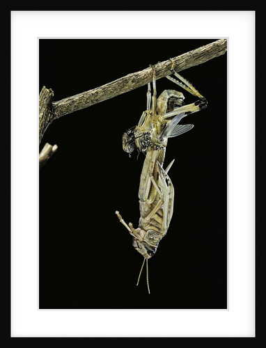 Schistocerca gregaria (desert locust) - emerging by Anonymous