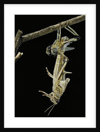 Schistocerca gregaria (desert locust) - emerging by Anonymous