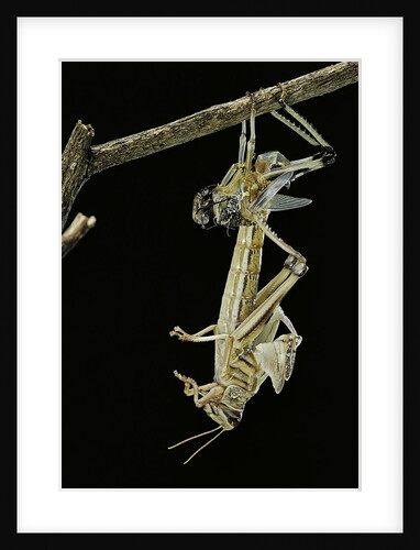 Schistocerca gregaria (desert locust) - emerging by Anonymous