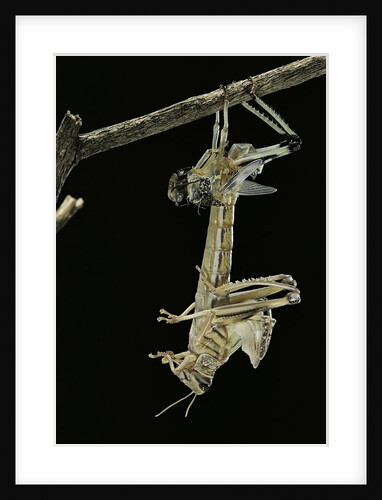 Schistocerca gregaria (desert locust) - emerging by Anonymous
