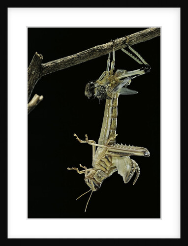 Schistocerca gregaria (desert locust) - emerging by Anonymous