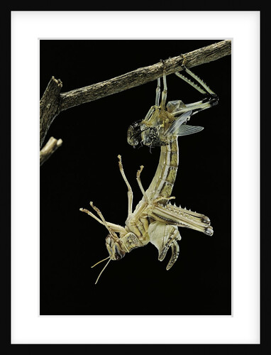 Schistocerca gregaria (desert locust) - emerging by Anonymous