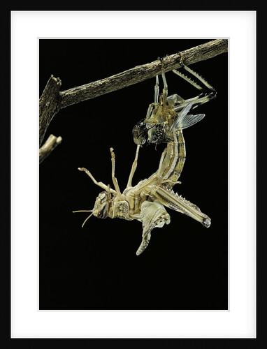 Schistocerca gregaria (desert locust) - emerging by Anonymous