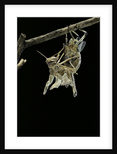 Schistocerca gregaria (desert locust) - emerging by Anonymous