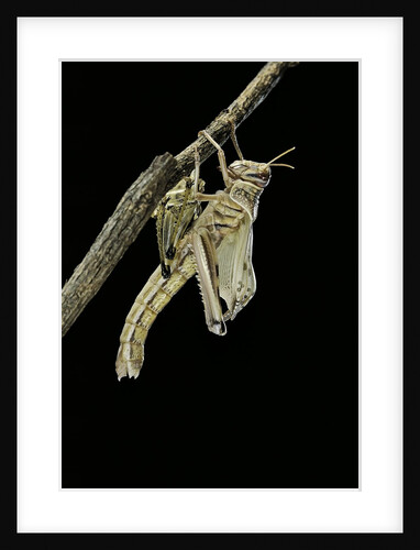 Schistocerca gregaria (desert locust) - emerging by Anonymous