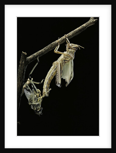 Schistocerca gregaria (desert locust) - emerging by Anonymous