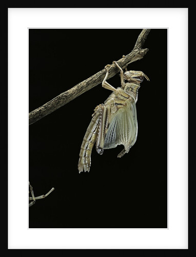 Schistocerca gregaria (desert locust) - emerging by Anonymous