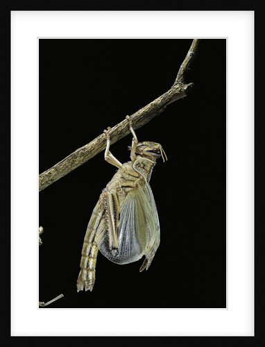 Schistocerca gregaria (desert locust) - emerging by Anonymous