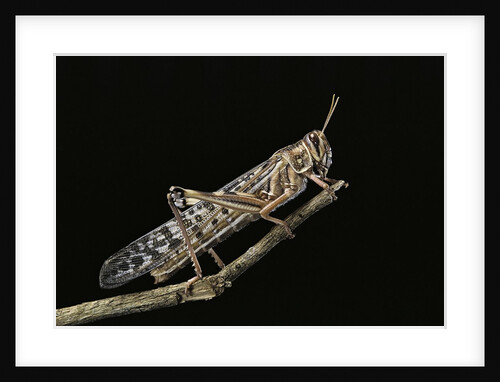 Schistocerca gregaria (desert locust) by Anonymous