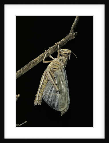 Schistocerca gregaria (desert locust) - emerging by Anonymous