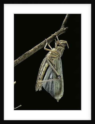 Schistocerca gregaria (desert locust) - emerging by Anonymous
