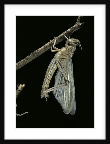 Schistocerca gregaria (desert locust) - emerging by Anonymous
