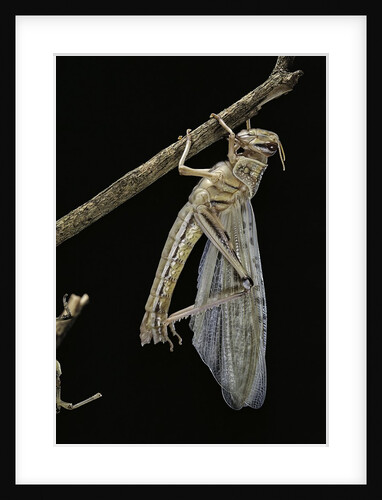 Schistocerca gregaria (desert locust) - emerging by Anonymous
