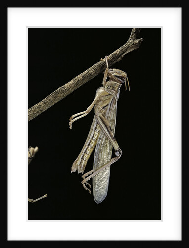 Schistocerca gregaria (desert locust) - emerging by Anonymous