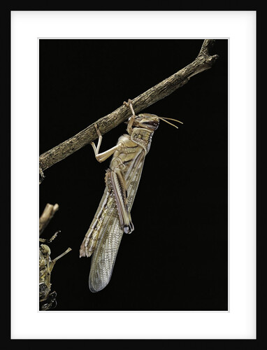 Schistocerca gregaria (desert locust) - emerging by Anonymous