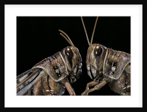 Schistocerca gregaria (desert locust) - portrait by Anonymous
