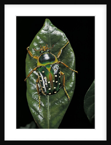 Stephanorrhina guttata (spotted flower beetle) by Anonymous