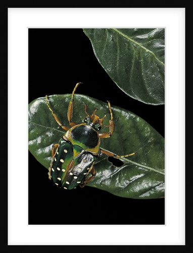 Stephanorrhina guttata (spotted flower beetle) by Anonymous