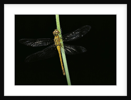 Sympetrum sanguineum (ruddy darter) - female by Anonymous