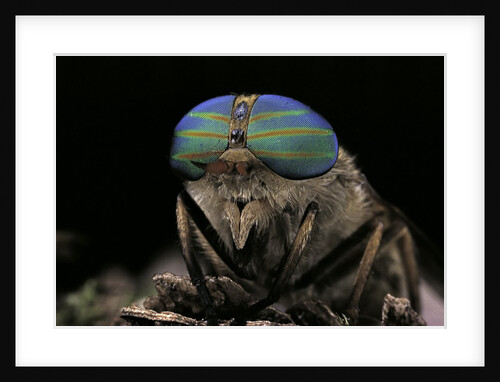 Tabanus bromius (small horse fly, band-eyed brown horsefly) - portrait by Anonymous