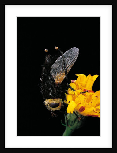 Tachina grossa (giant tachinid fly) by Anonymous