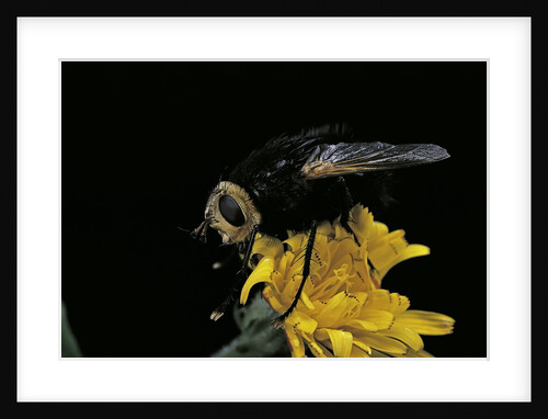 Tachina grossa (giant tachinid fly) by Anonymous