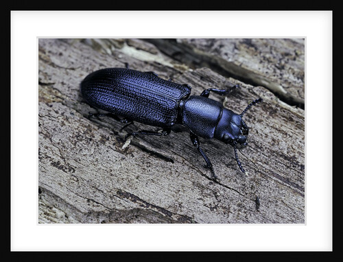 Temnochila caerulea (bark-gnawing beetle) by Anonymous