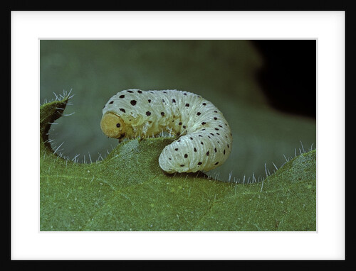 Tenthredo neobesa (common sawfly, tenthredinid sawfly) - larva by Anonymous
