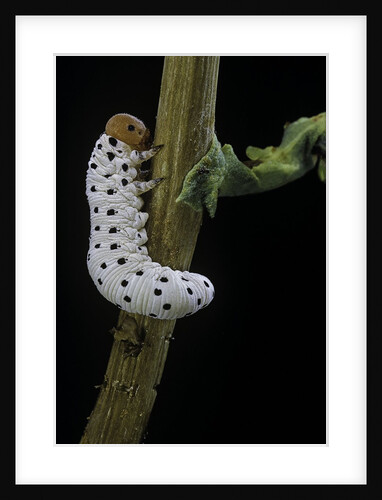 Tenthredo neobesa (common sawfly, tenthredinid sawfly) - larva by Anonymous