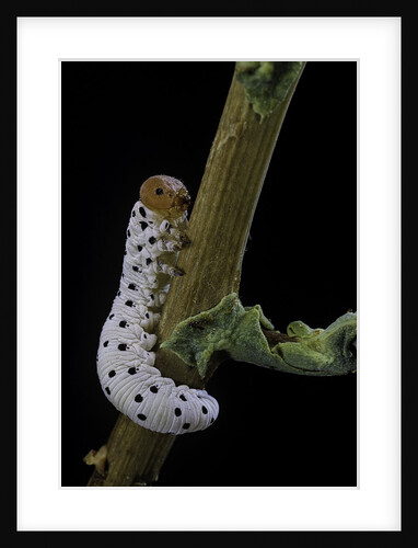 Tenthredo neobesa (common sawfly, tenthredinid sawfly) - larva by Anonymous