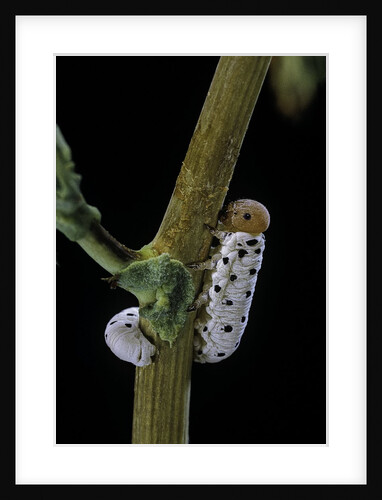 Tenthredo neobesa (common sawfly, tenthredinid sawfly) - larva by Anonymous