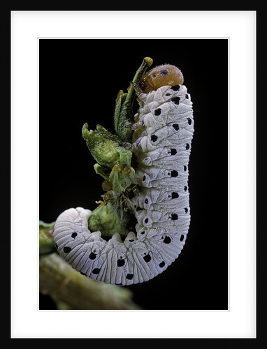 Tenthredo neobesa (common sawfly, tenthredinid sawfly) - larva by Anonymous