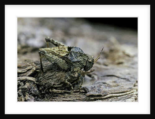 Tetrix undulata (common groundhopper) by Anonymous